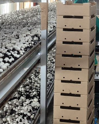 New Sustainable Packaging Line